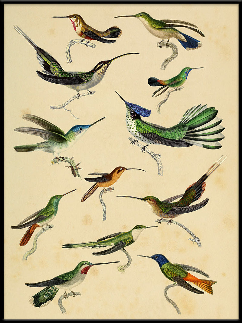 Hummingbirds