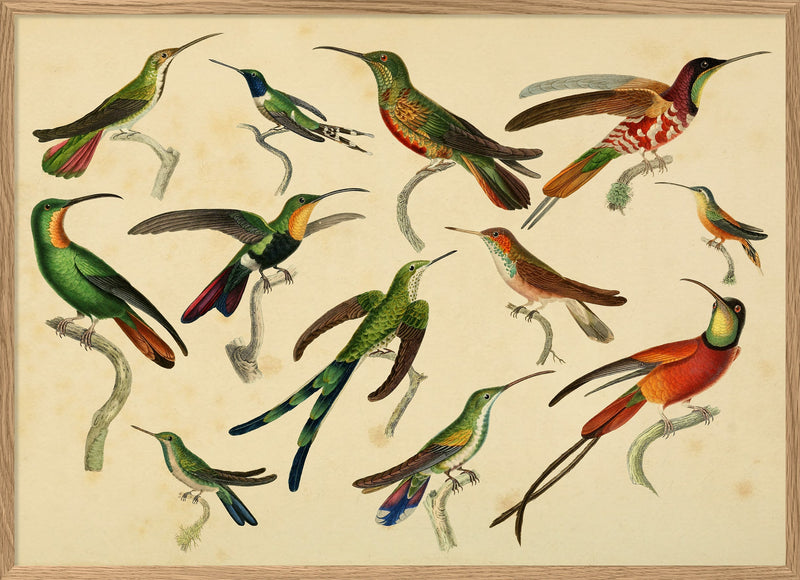 Hummingbirds