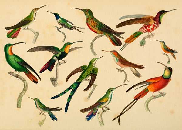 Hummingbirds