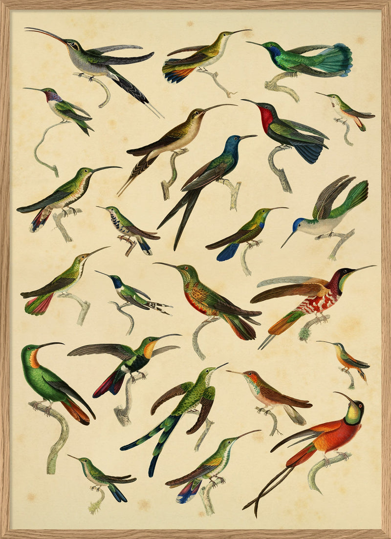 Hummingbirds