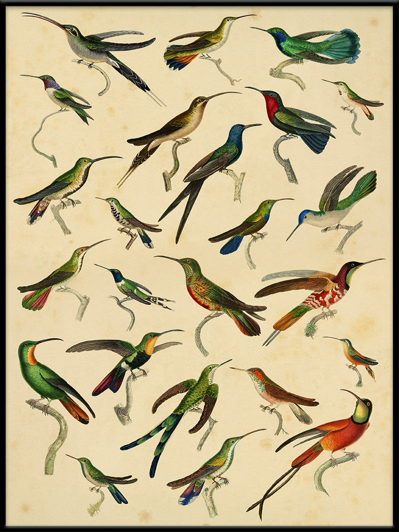 Hummingbirds