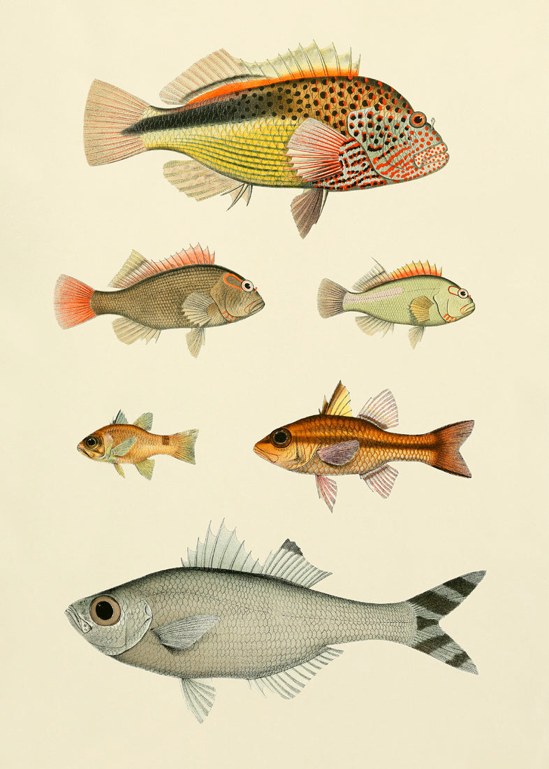 Fishes