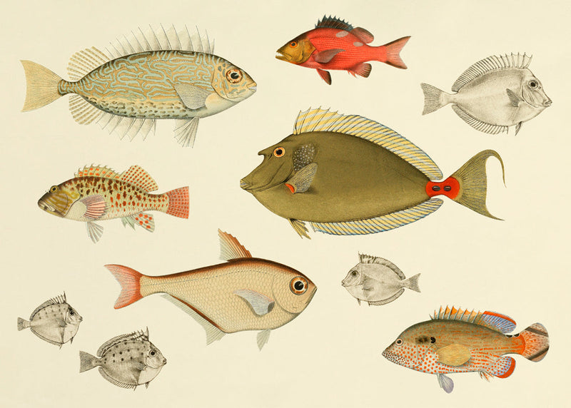 Fishes