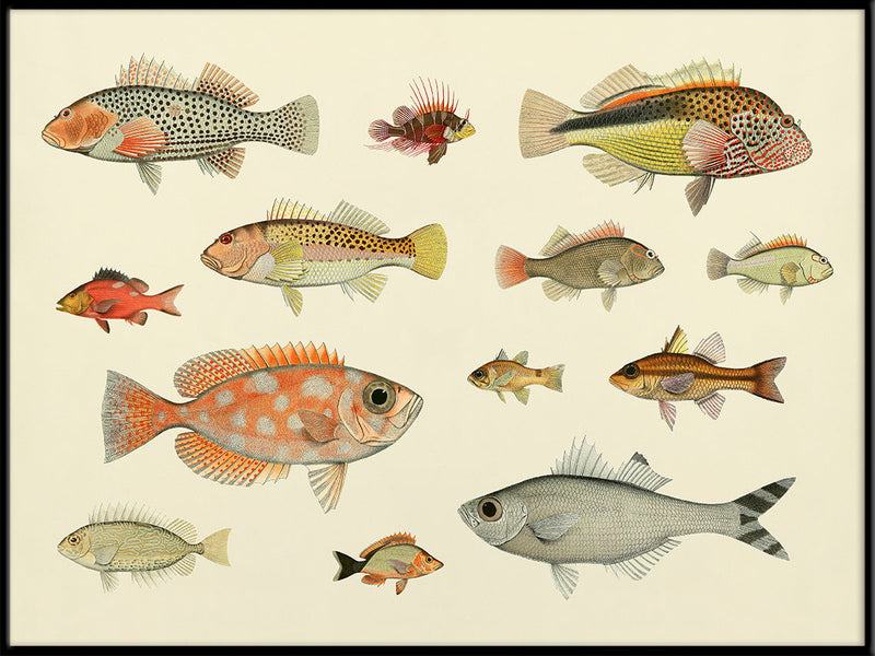 Fishes