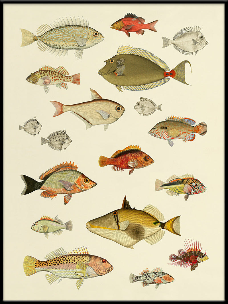 Fishes