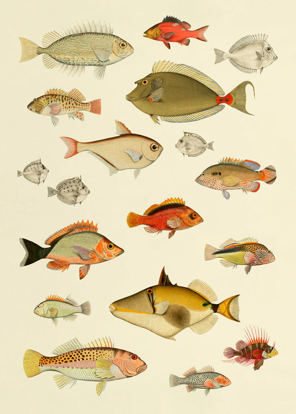 Fishes