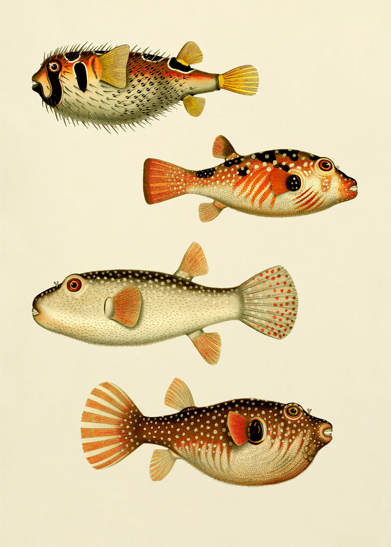 The Fishes