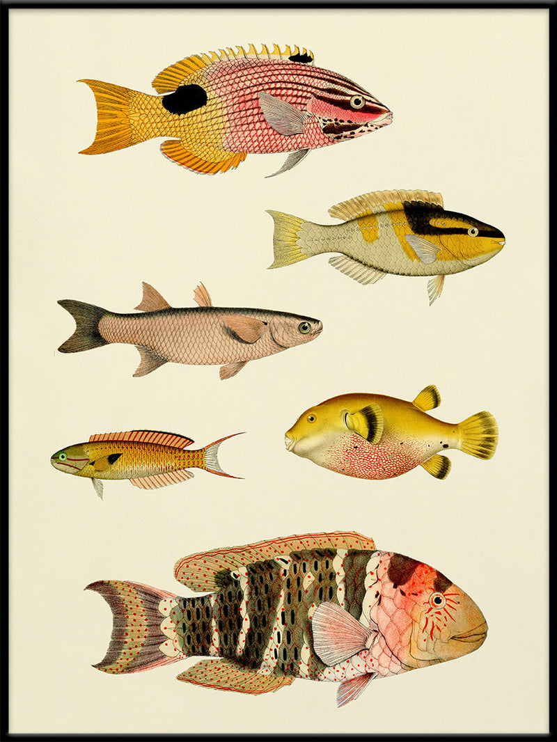 The Fishes