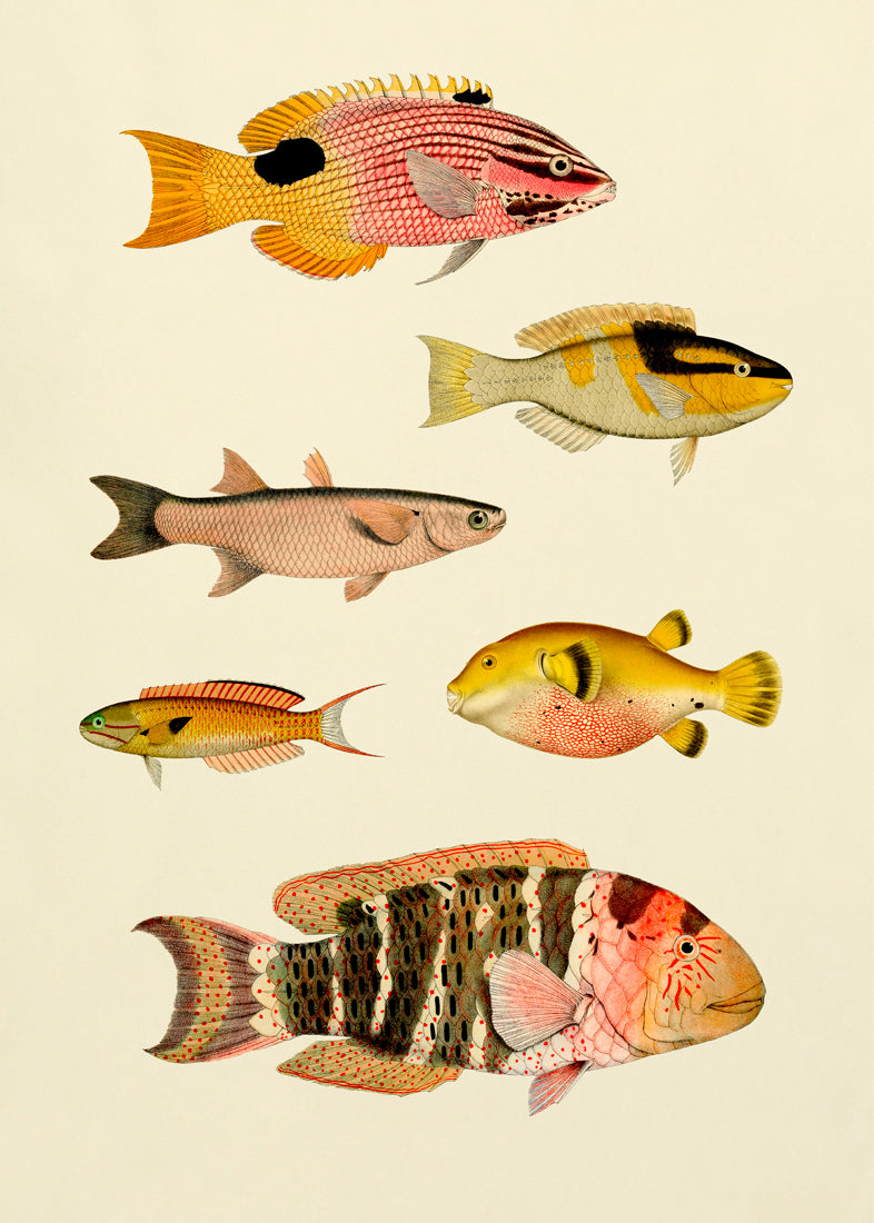 The Fishes