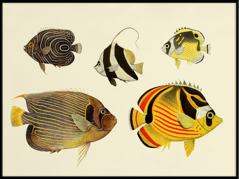 The Fishes