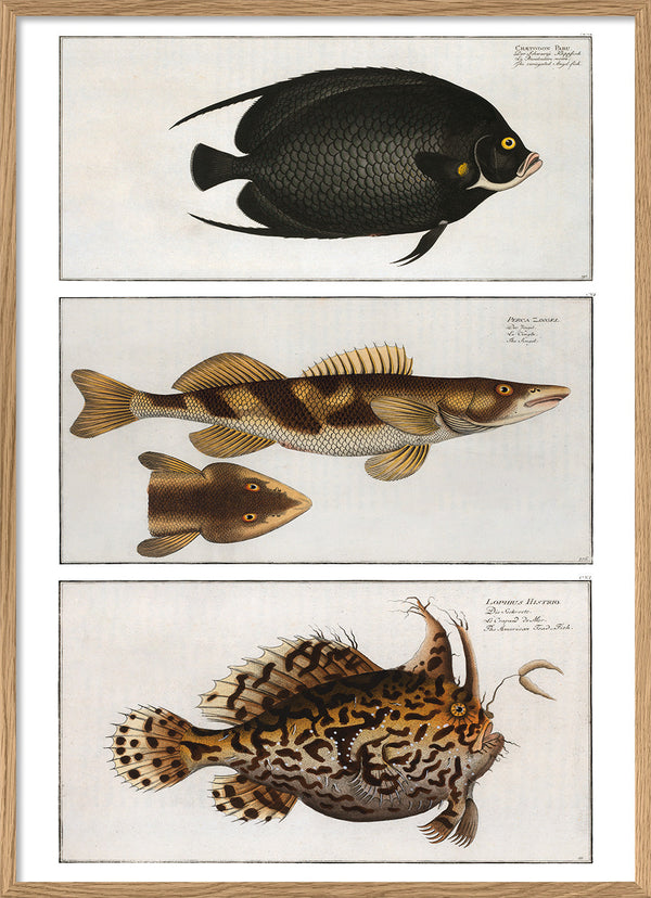 Angelfish, Zingel and Toadfish