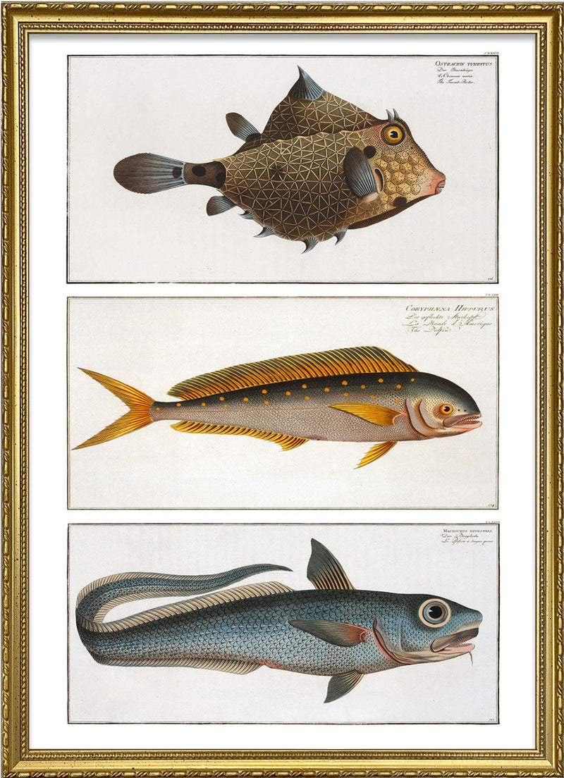 Turret-Porter, Dolphinfish and Macrourus