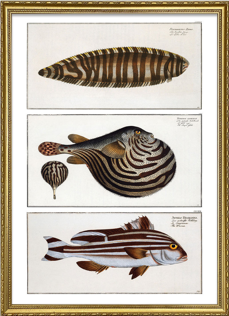 Zebrias, Globefish and Diagramma