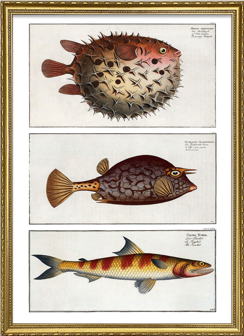 Bottlefish, Cuckold fish and Greater Lizardfish