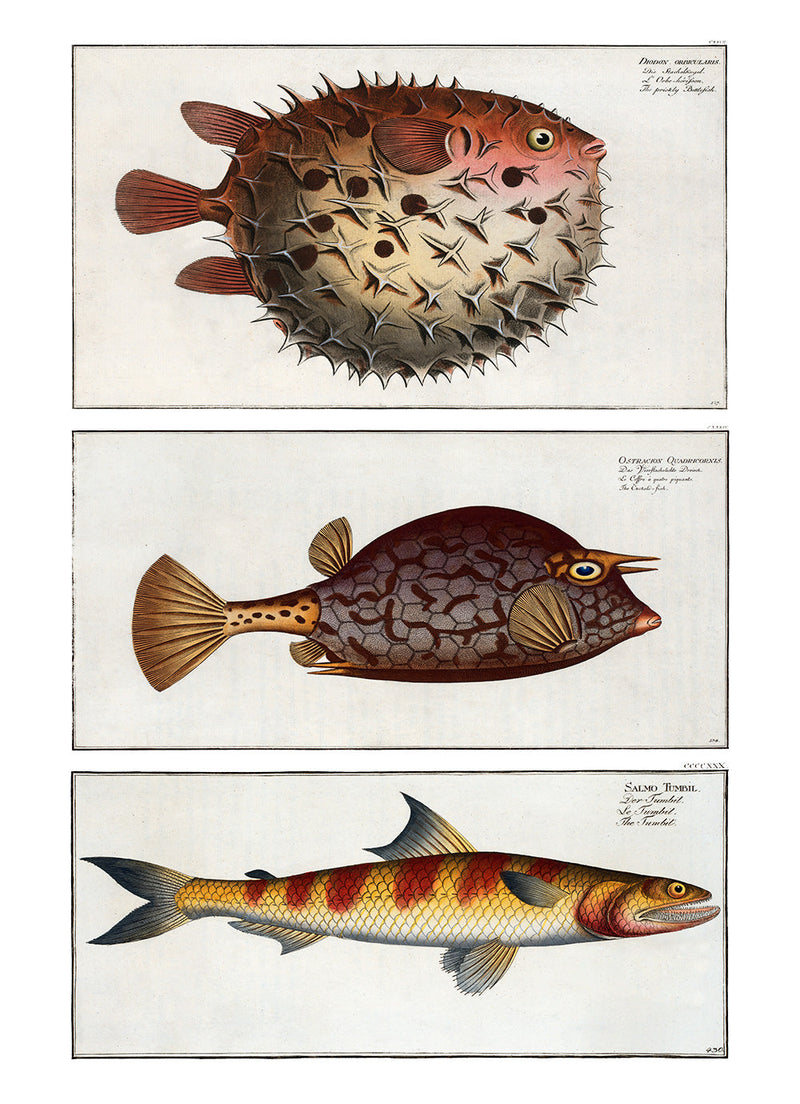 Bottlefish, Cuckold fish and Greater Lizardfish