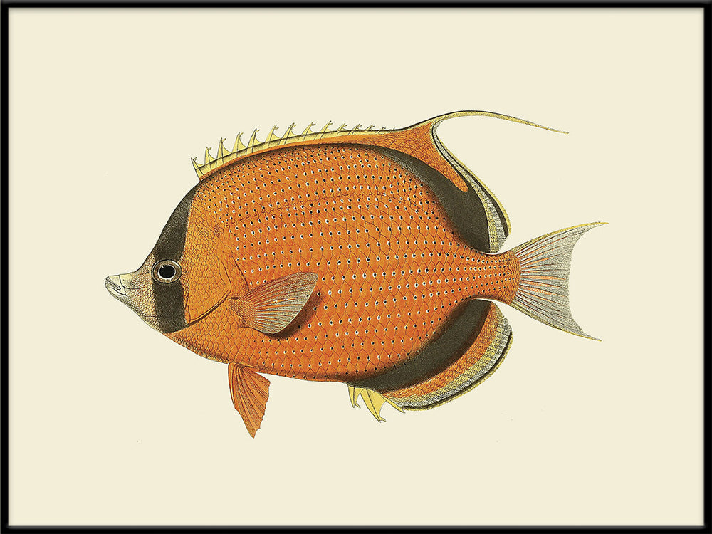 4007BF_1000x.jpg?v=1738328345