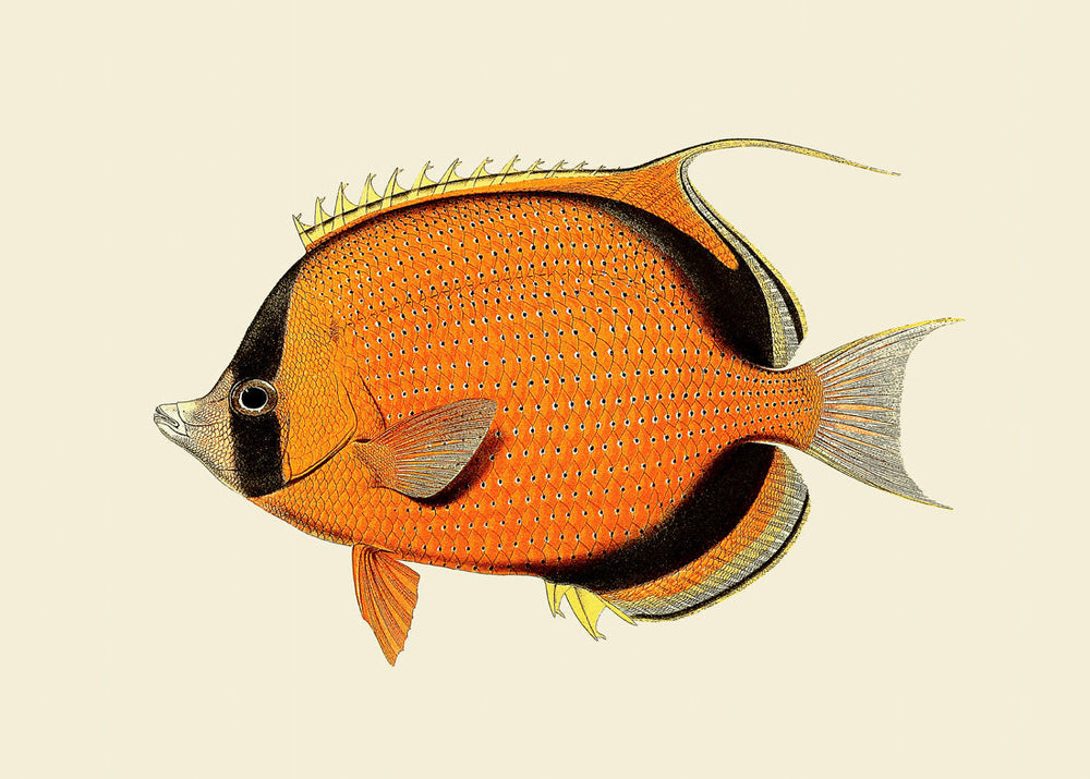 六度九分　横綱　fishオリジナルカラー　新品 4007_301b6186-e038-47e8-aecc-