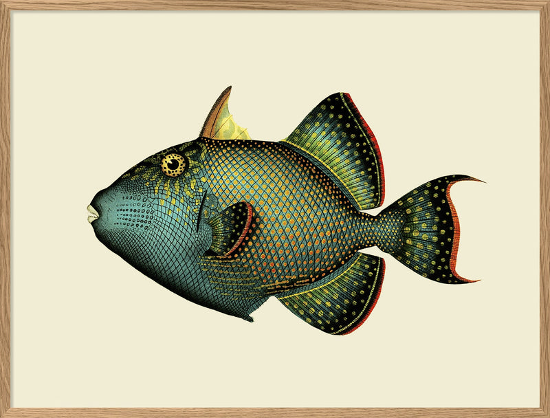 Trigger Fish