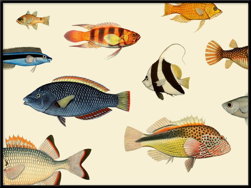 Fishes