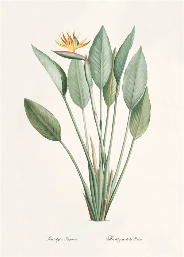 Strelitzia Regina