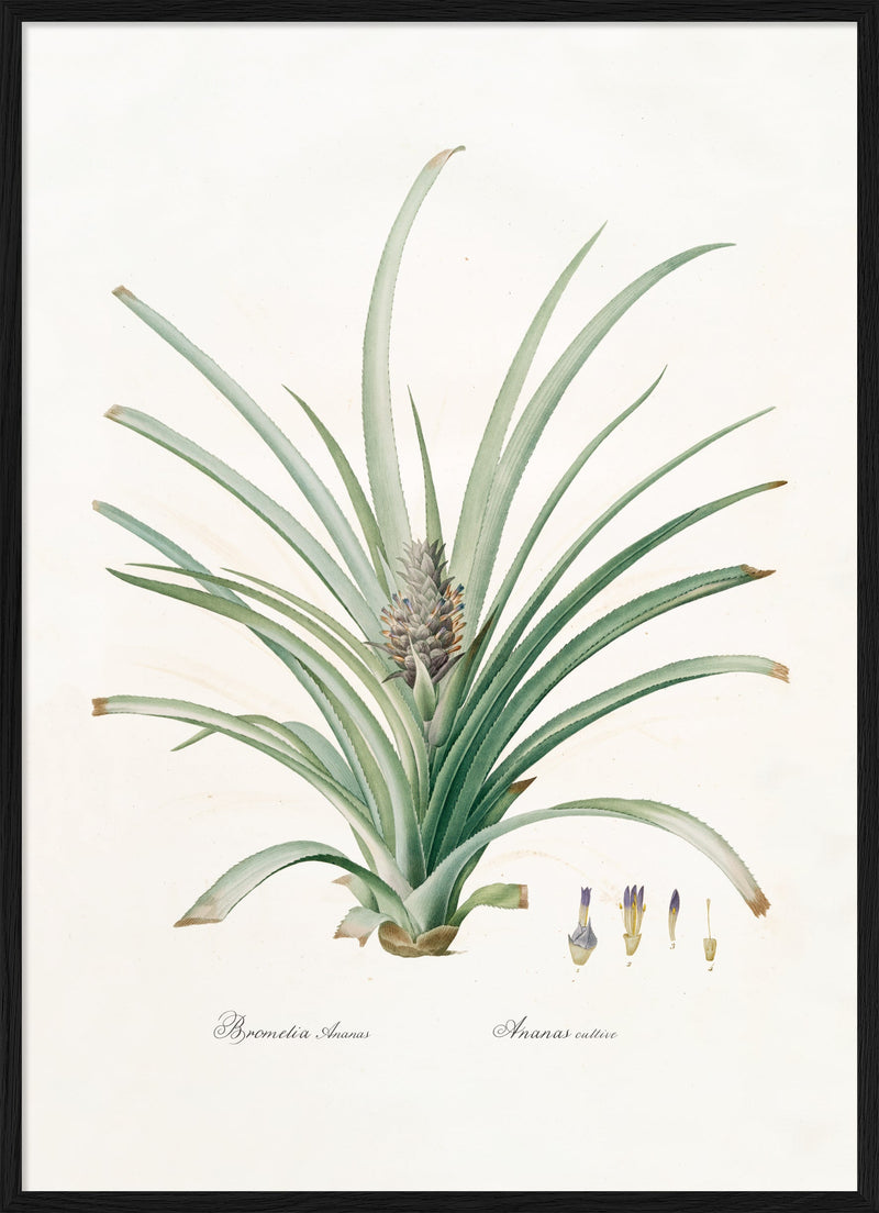 Bromelia Ananas no 2