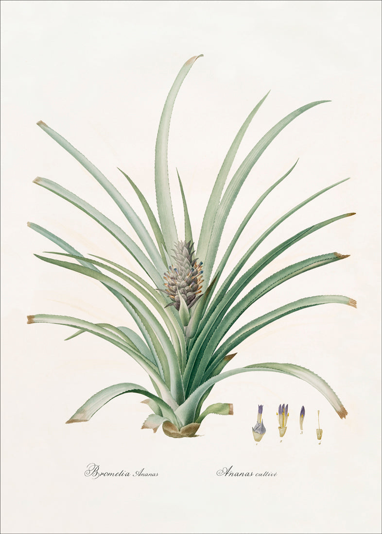 Bromelia Ananas no 2