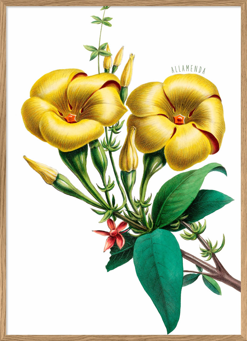 Allamanda