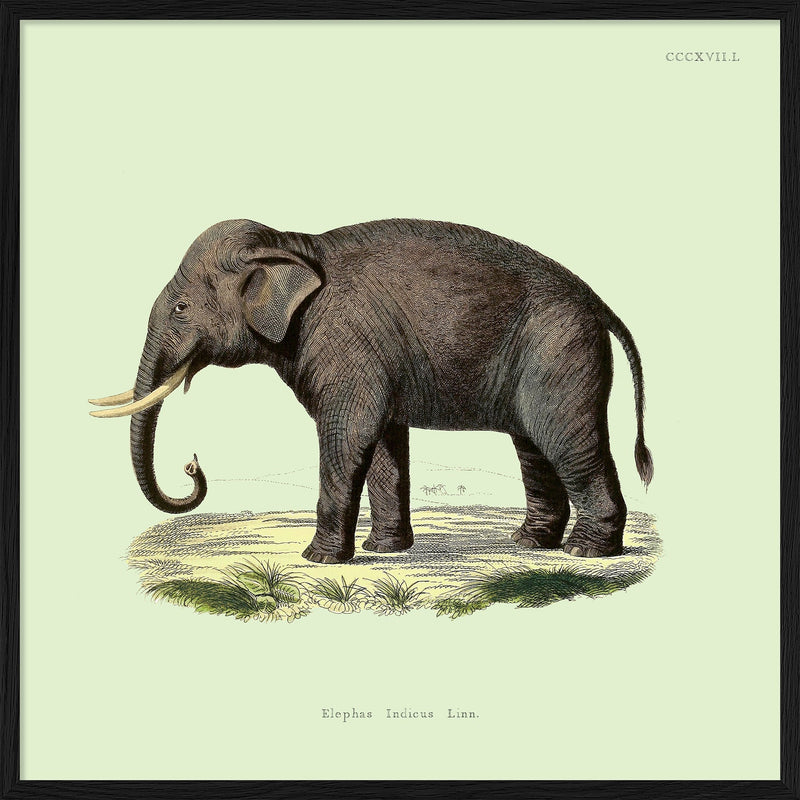 Elephant