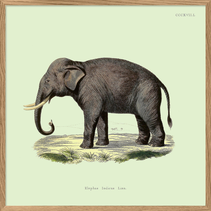 Elephant