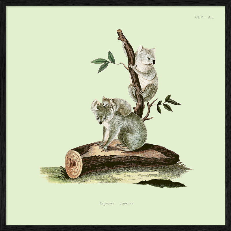 Koalas