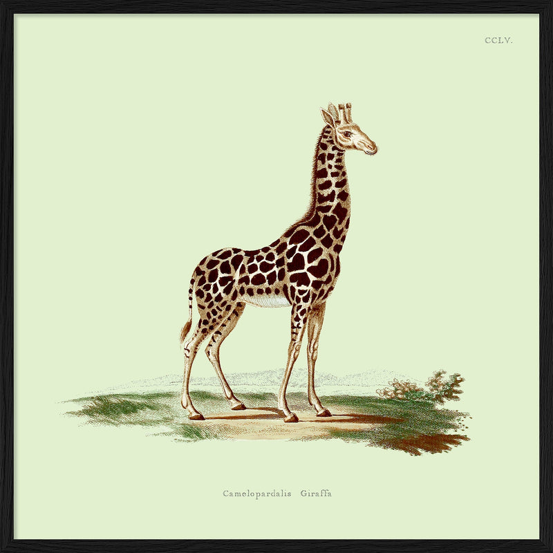 Giraffe