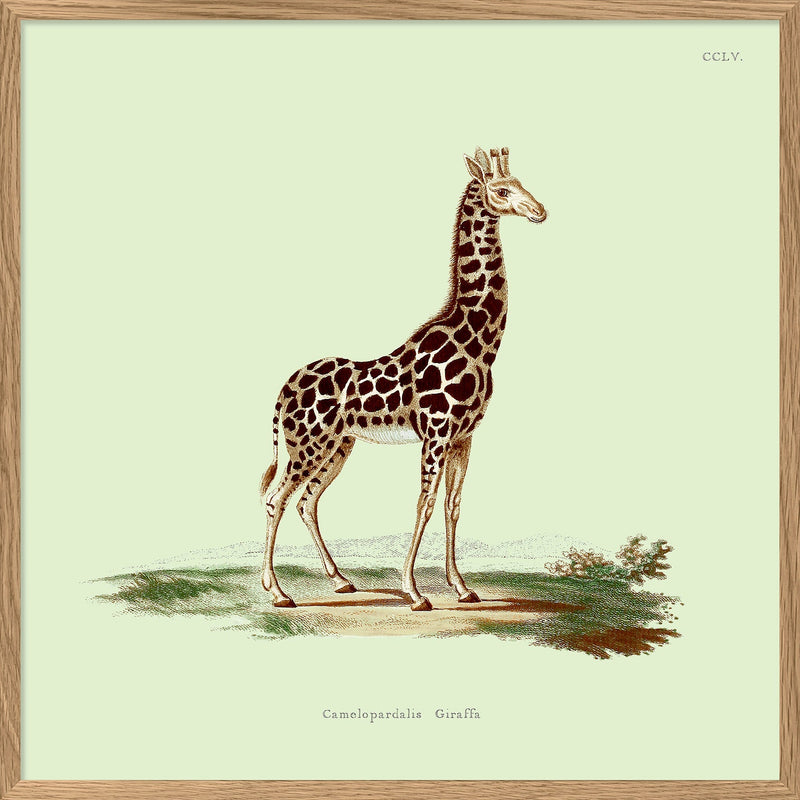 Giraffe