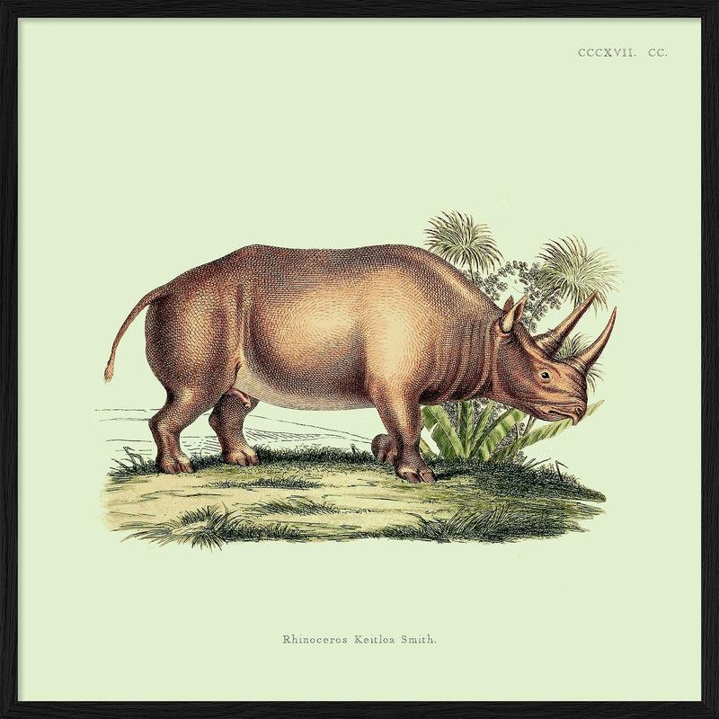 Rhino