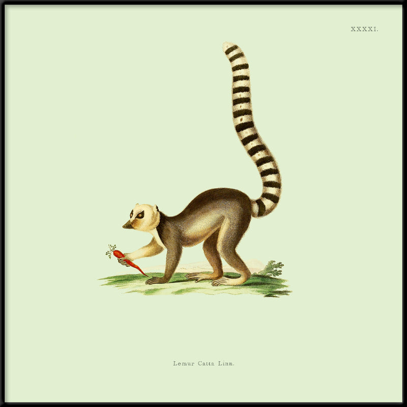 Lemur