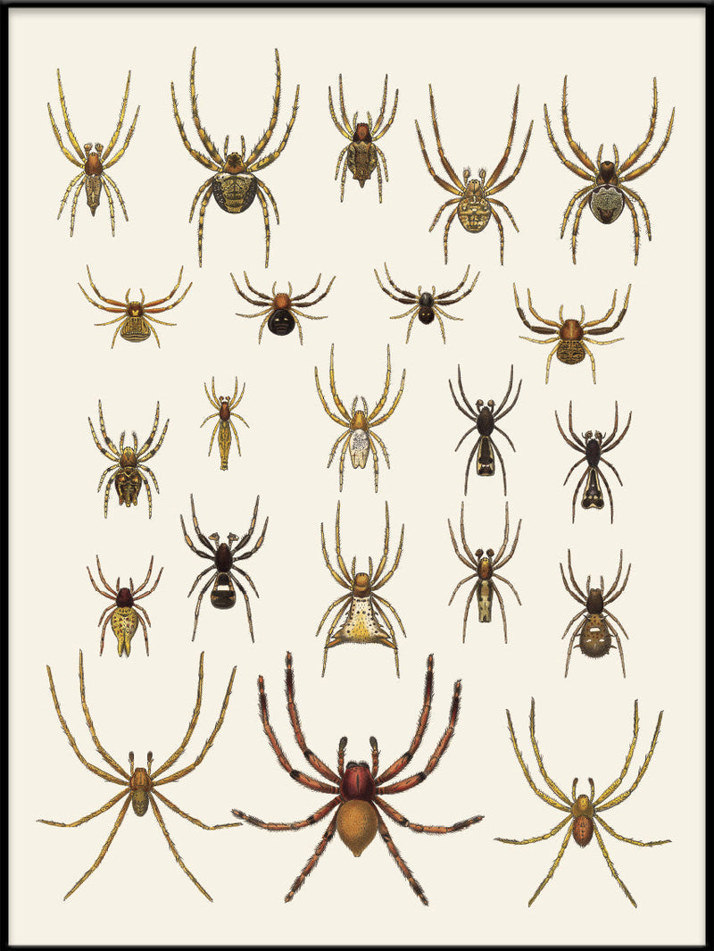 Arachnida Araneidea