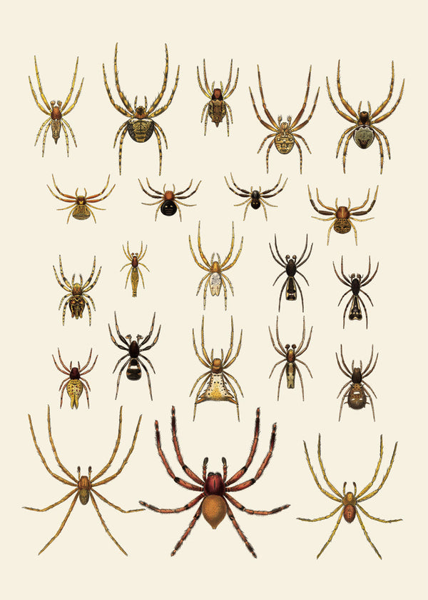 Arachnida Araneidea