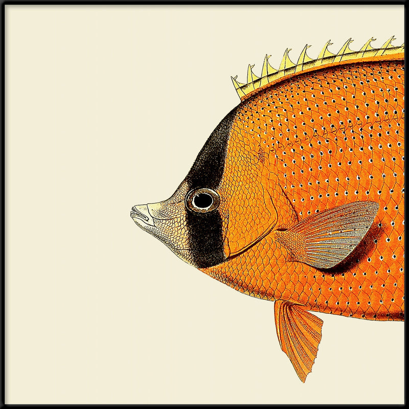 Orange Fish Head