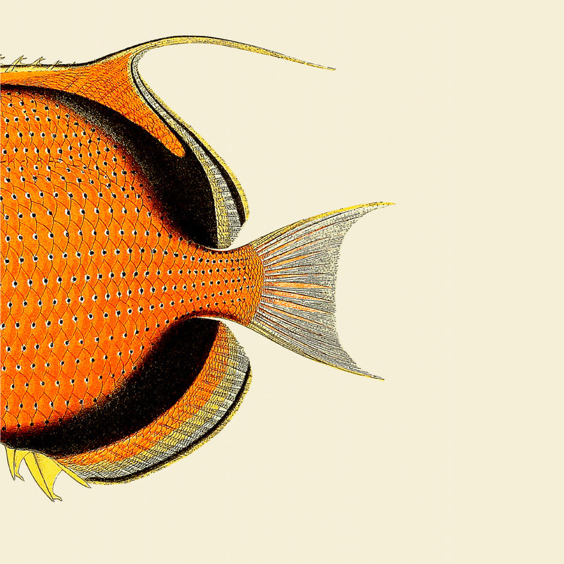 Orange Fish Tail – THE DYBDAHL CO. US