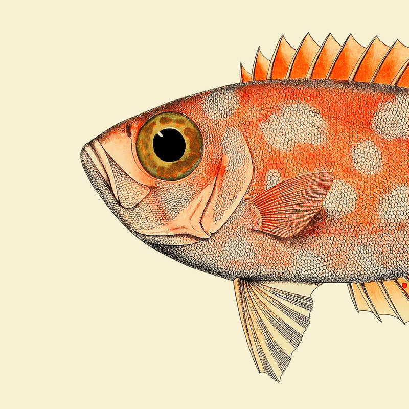 Blotched Bigeye (Priacanthus Carolinus) Head