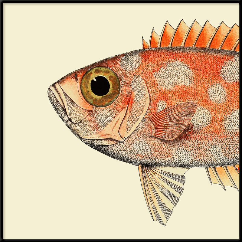 Blotched Bigeye (Priacanthus Carolinus) Head