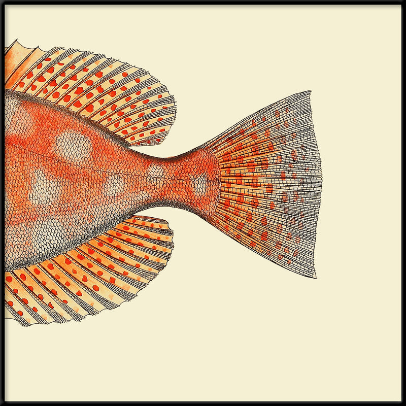 Blotched Bigeye (Priacanthus Carolinus) Tail