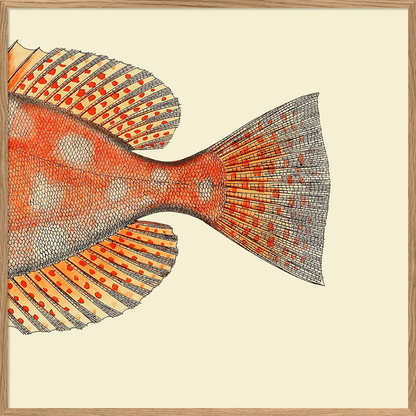 Blotched Bigeye (Priacanthus Carolinus) Tail