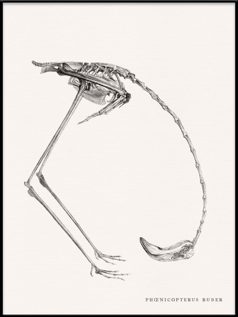 Phænicopterus