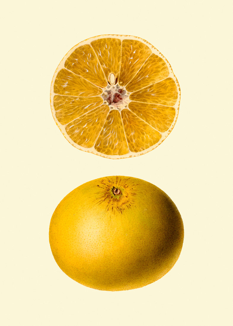 Grapefruit