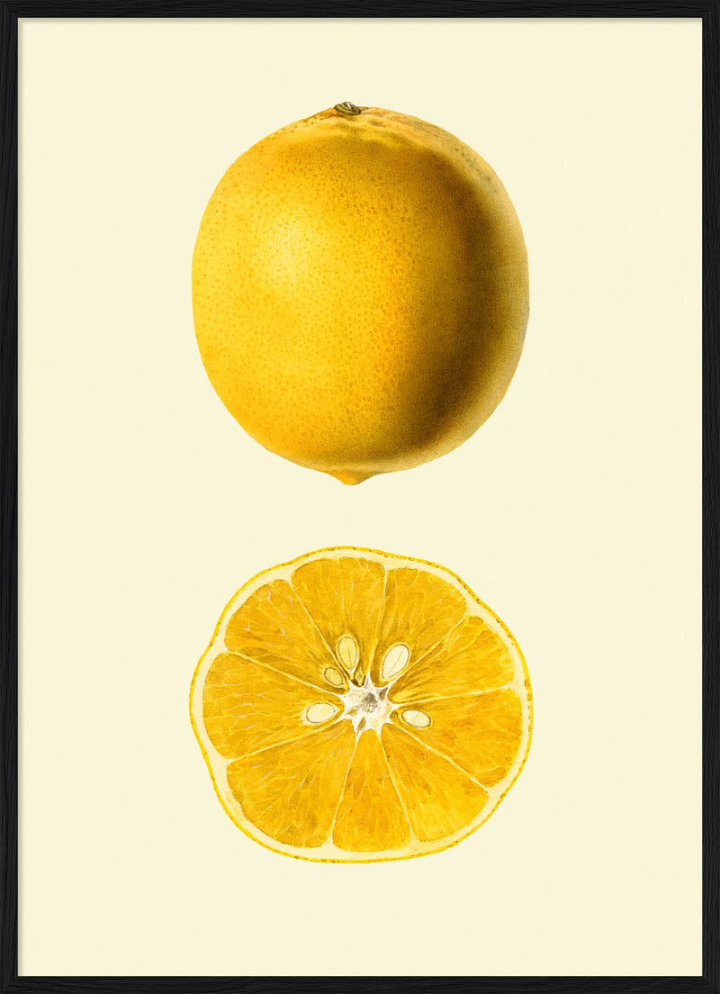 Lemon