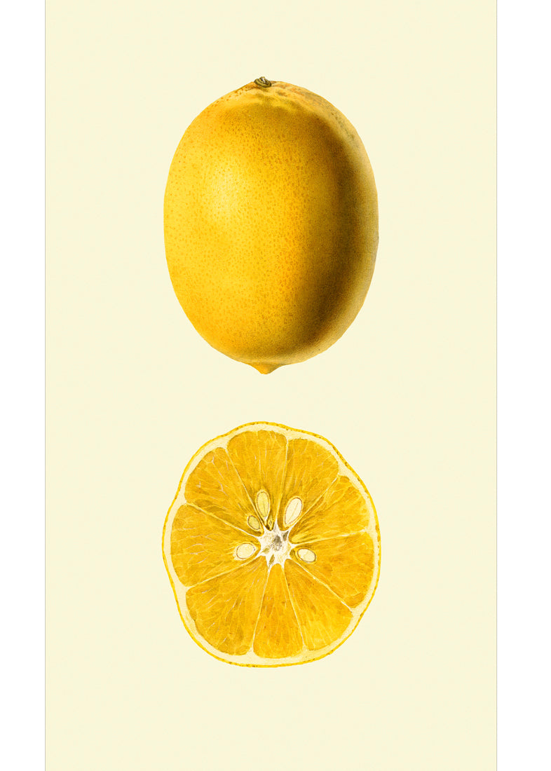 Lemon