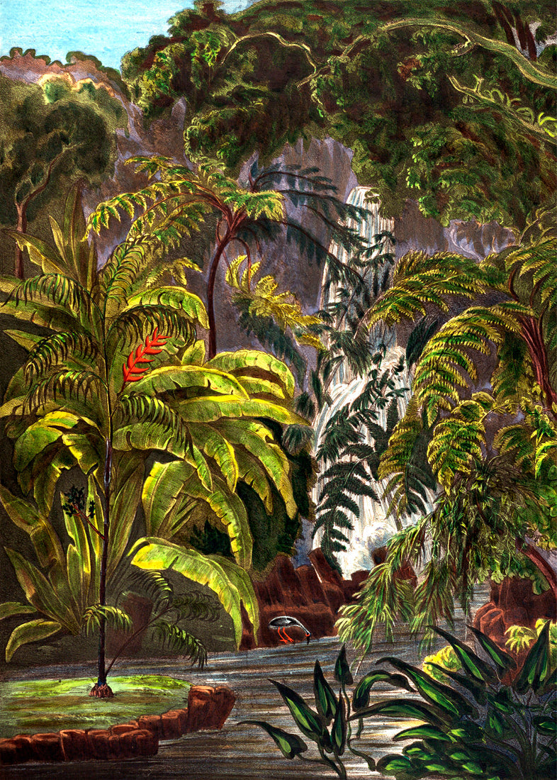 Jungle Scenery