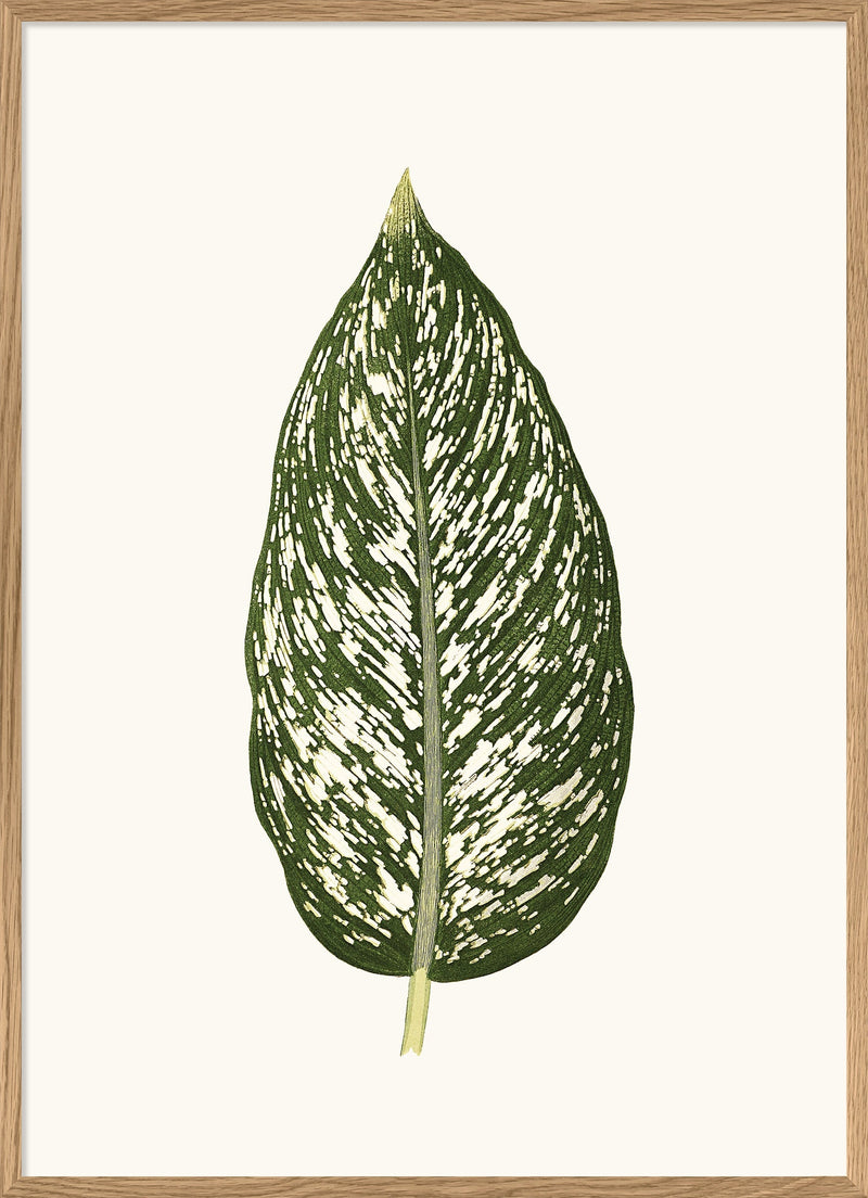 Dieffenbachia Seguina