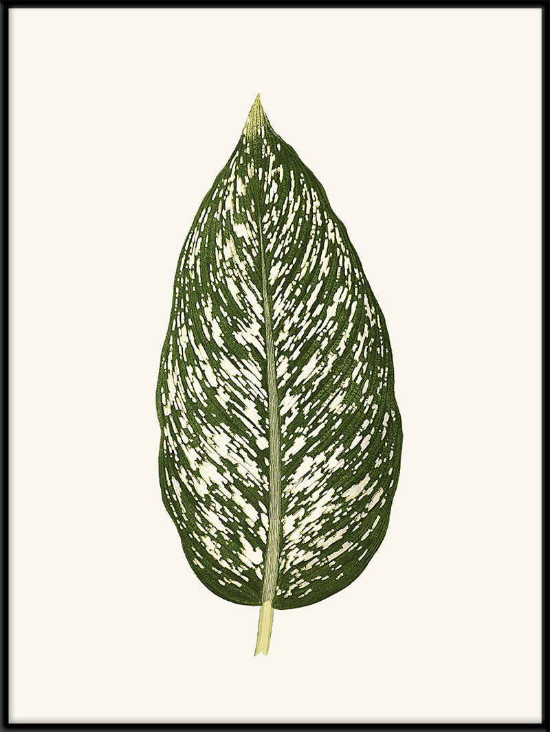 Dieffenbachia Seguina