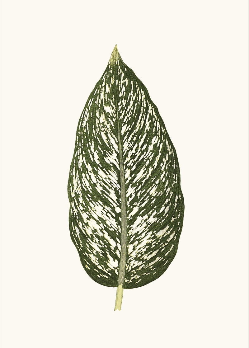 Dieffenbachia Seguina